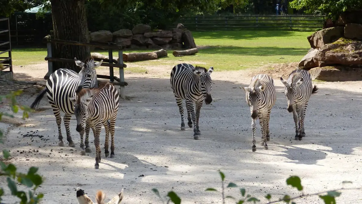 Der Tiergarten Nürnberg