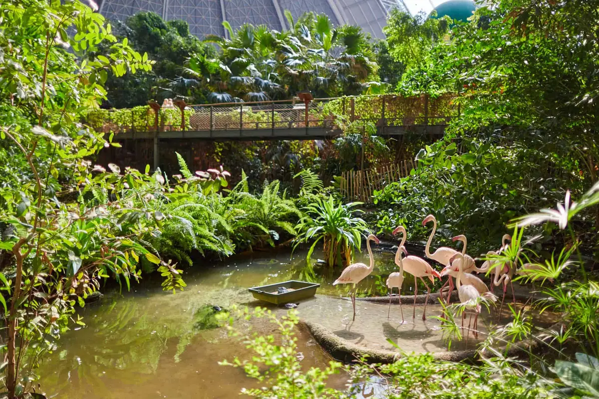 Tropical Islands Mangrovensumpf