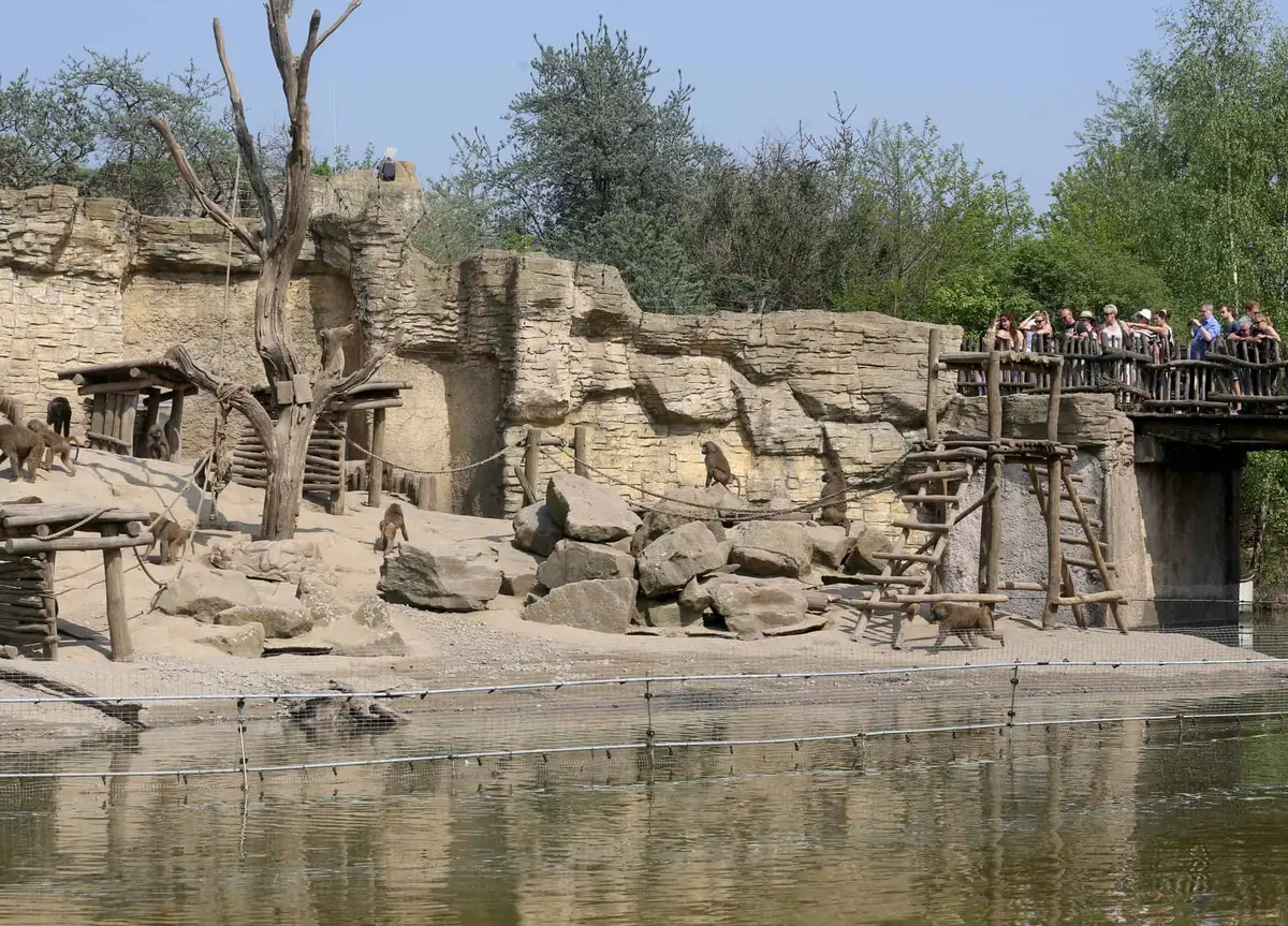 Zoom Erlebniswelt Paviane