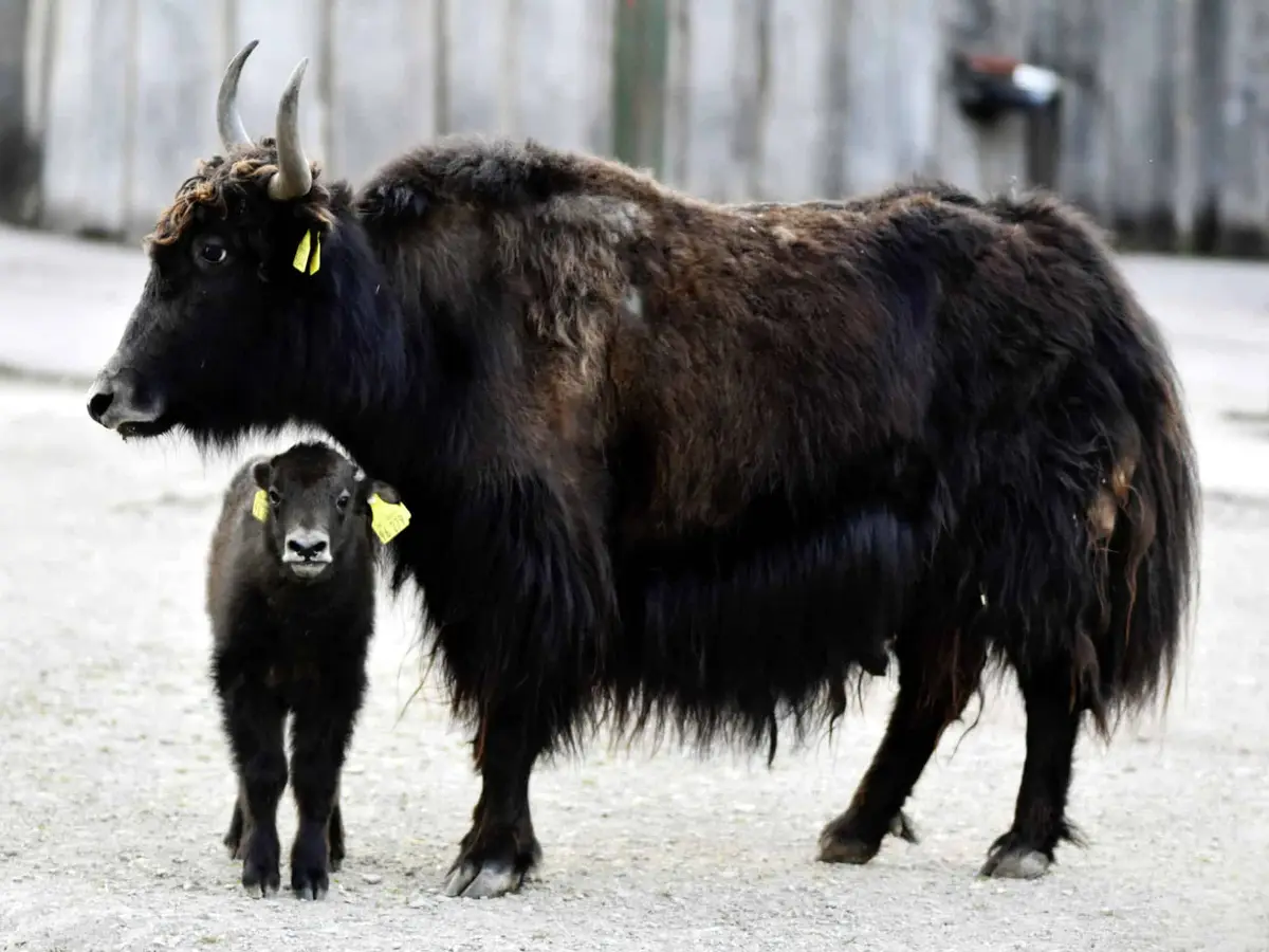 Thüringer Zoopark Erfurt