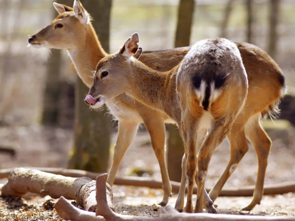 Thüringer Zoopark Erfurt