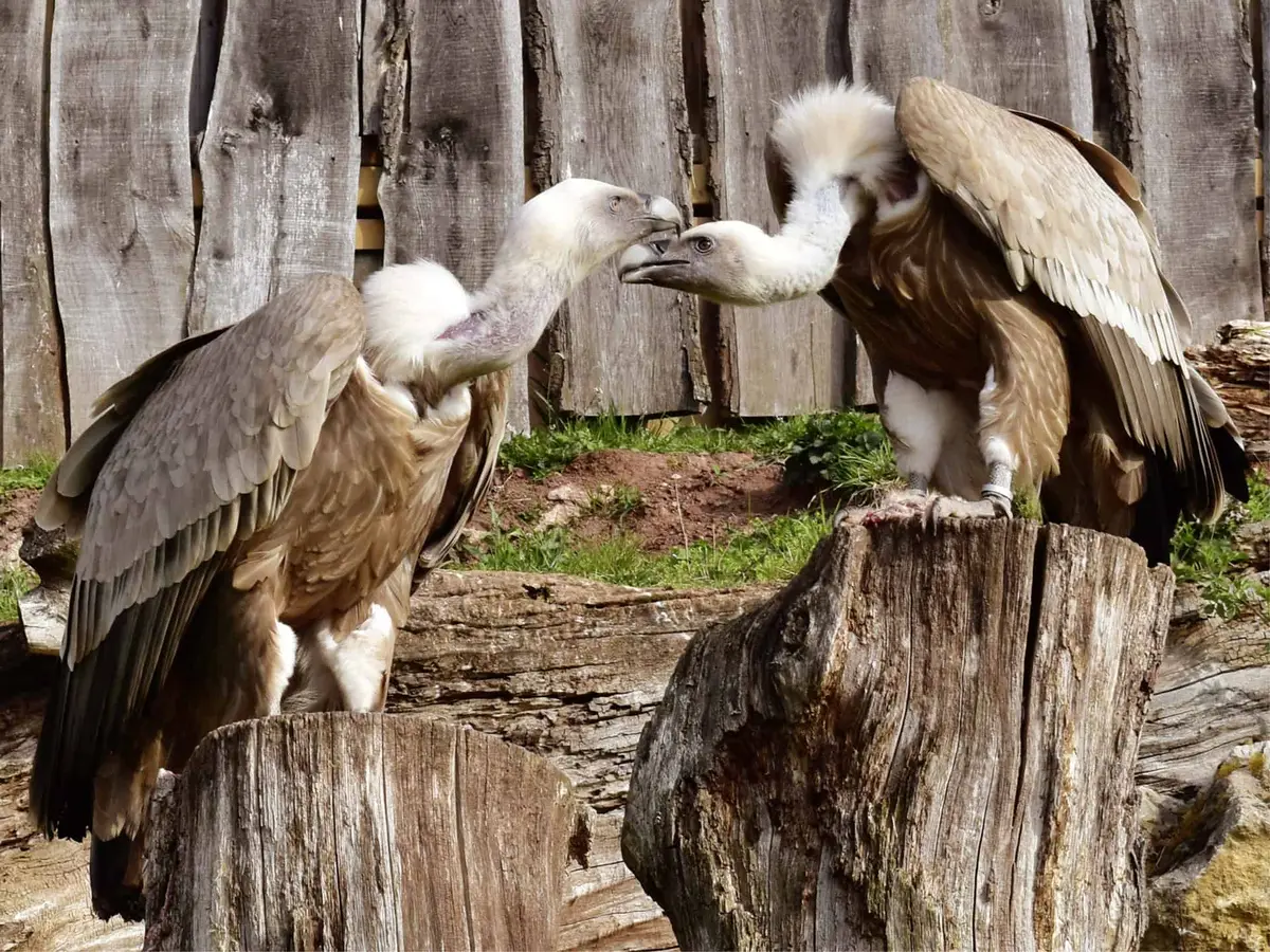 Thüringer Zoopark Erfurt