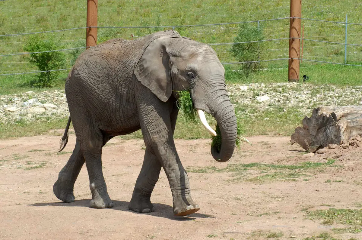 Thüringer Zoopark Erfurt
