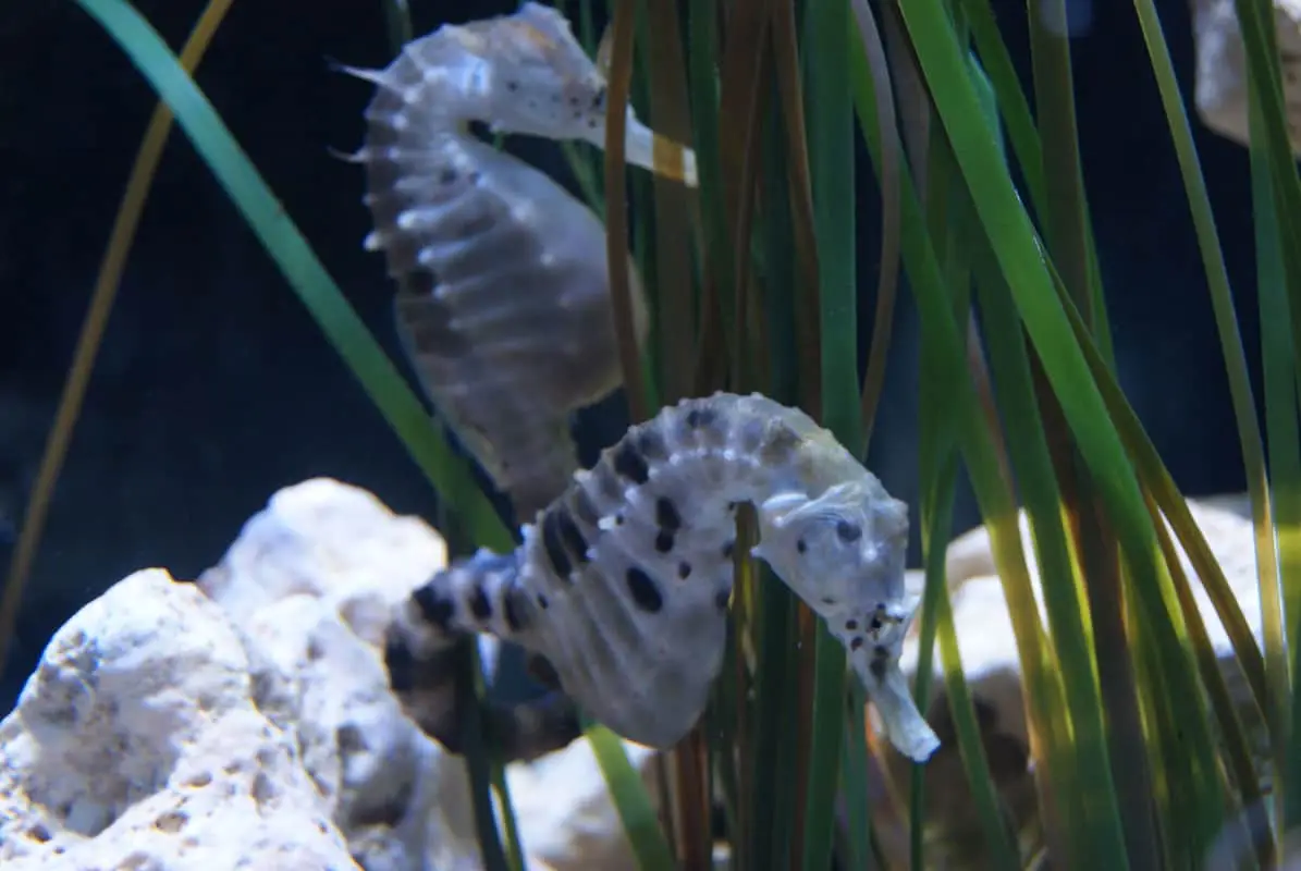 Erlebnispark Meeresaquarium Zella-Mehlis