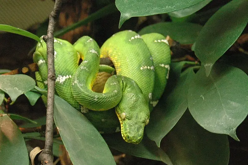 Das Exotarium im Zoo Frankfurt, Indooraktivität Frankfurt