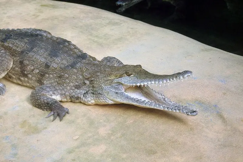 Das Exotarium im Zoo Frankfurt, Indooraktivität Frankfurt