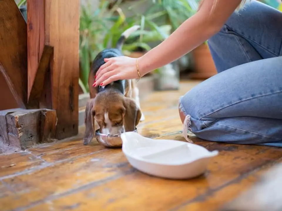 Gratis in den Urlaub durch Petsitting