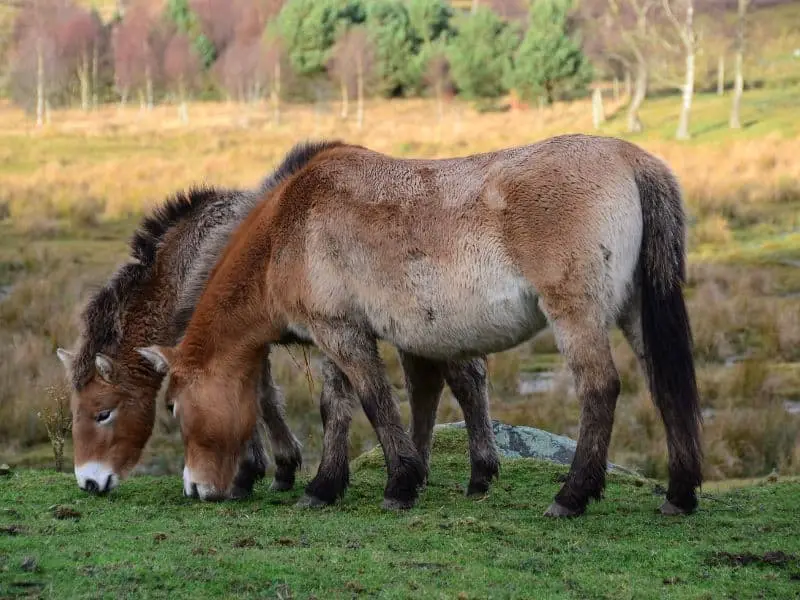 Die Döberitzer Heide, Natur Sehenswürdigkeit Brandenburg