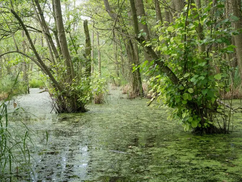 Der Naturpark Westhavelland, , Natur Sehenswürdigkeit Brandenburg