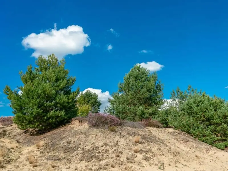 Die Wanderdüne bei Jüterbog, Natur Sehenswürdigkeit Brandenburg