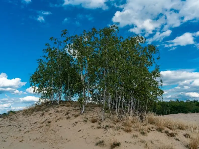 Die Wanderdüne bei Jüterbog, Natur Sehenswürdigkeit Brandenburg