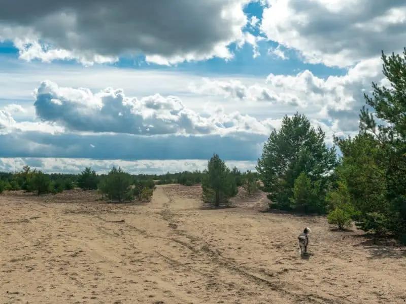 Die Wanderdüne bei Jüterbog, Natur Sehenswürdigkeit Brandenburg