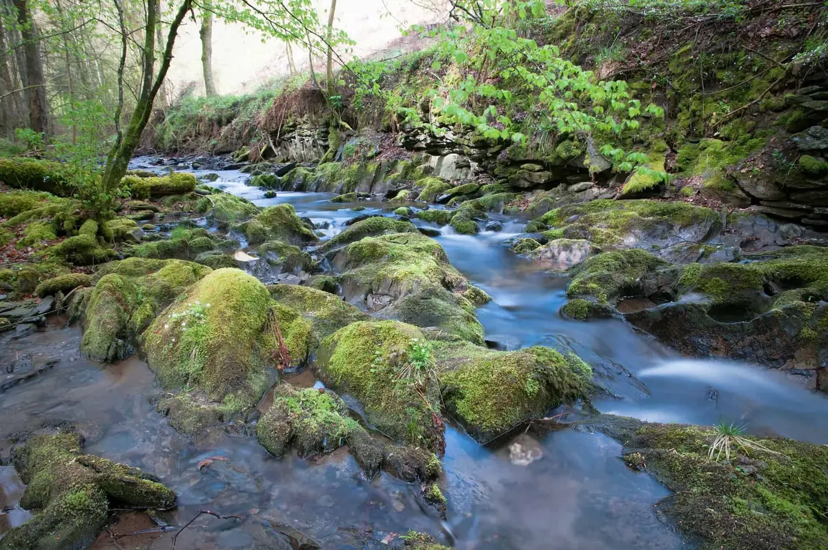 Nationalpark Eifel Bach