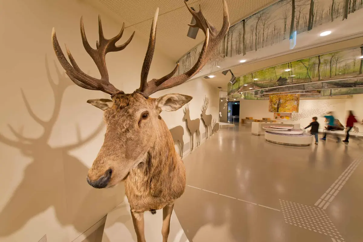 Das Nationalpark-Zentrum Eifel - Erlebnisausstellung Wildnis(t)räume