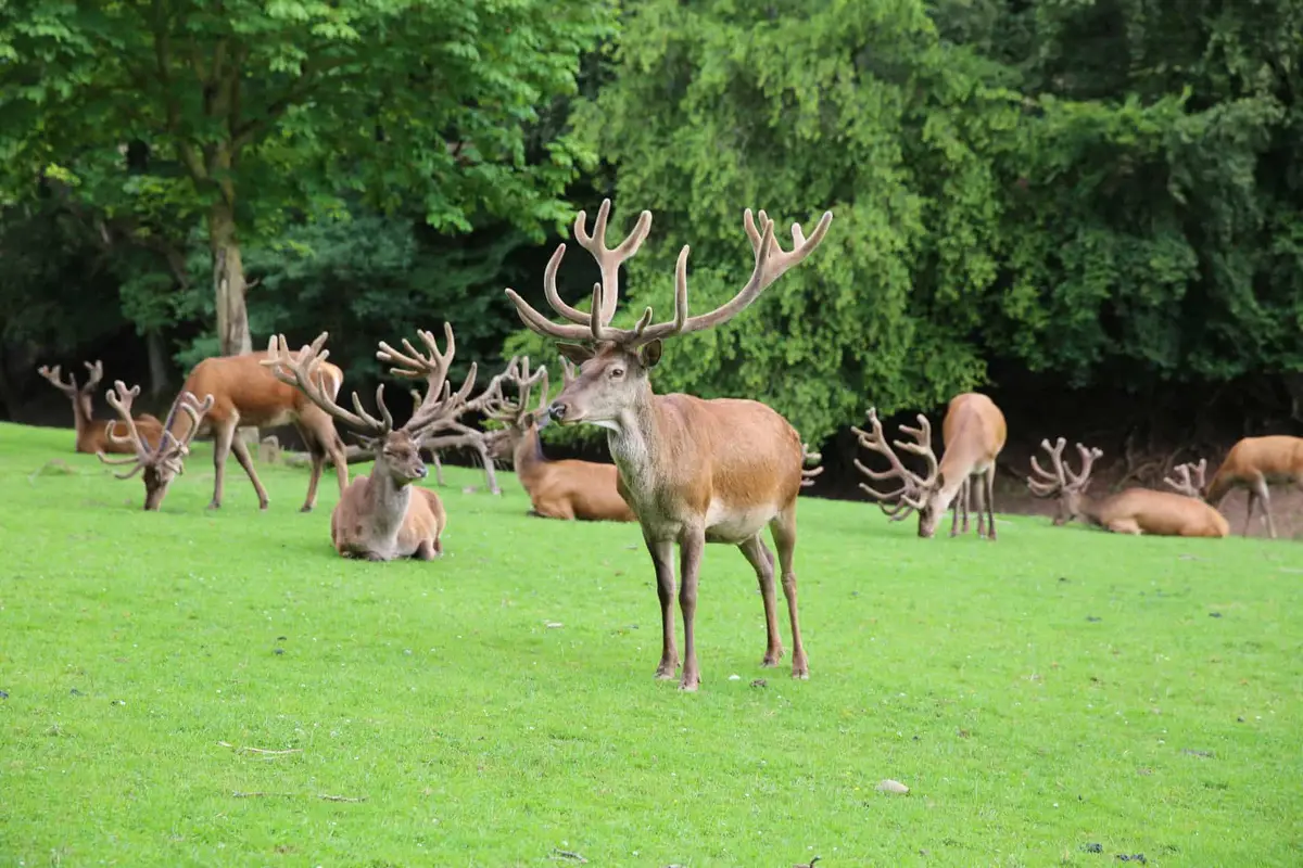 Eifelpark Wildgehege