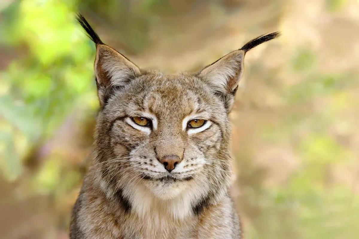 Eifelpark Luchs