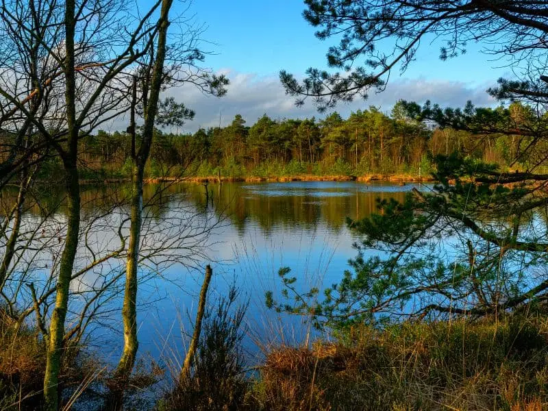 Das Pietzmoor