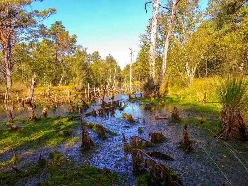 Das Pietzmoor