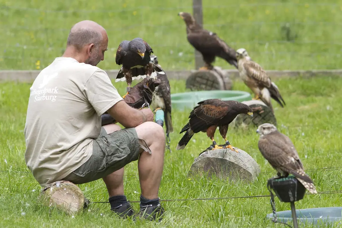 Der Greifvogelpark Saarburg
