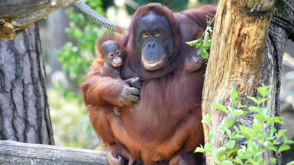 Der Zoo Rostock