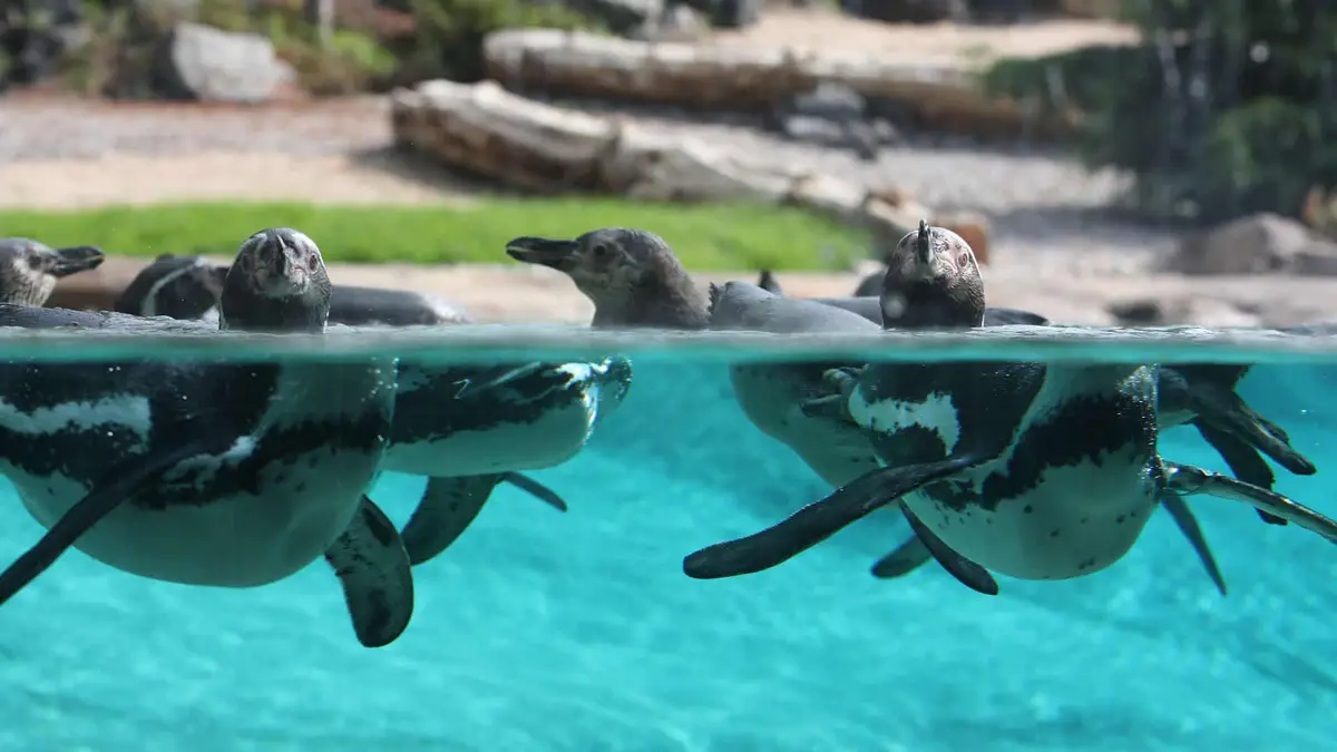 Zoo Rostock