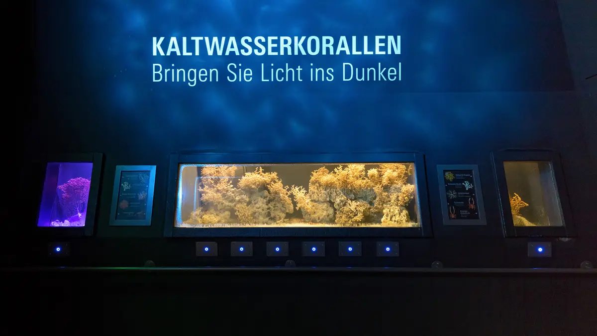 Das OZEANUM