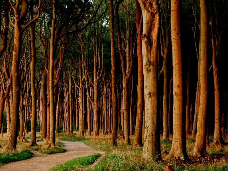 Der Gespensterwald
