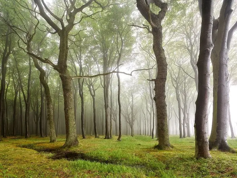 Der Gespensterwald