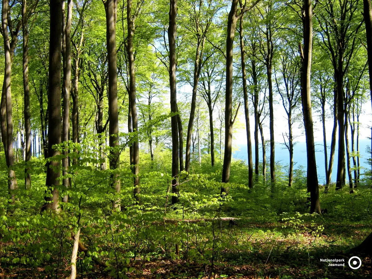 Der Nationalpark Jasmund mit dem Königsstuhl