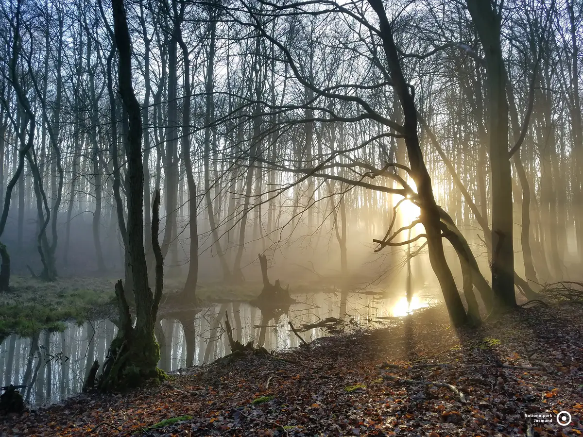 Der Nationalpark Jasmund mit dem Königsstuhl