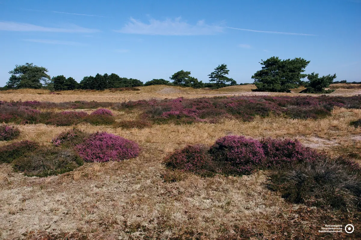 Der Nationalpark Vorpommersche Boddenlandschaft