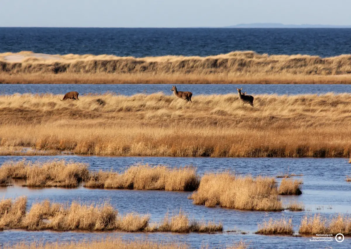 Der Nationalpark Vorpommersche Boddenlandschaft
