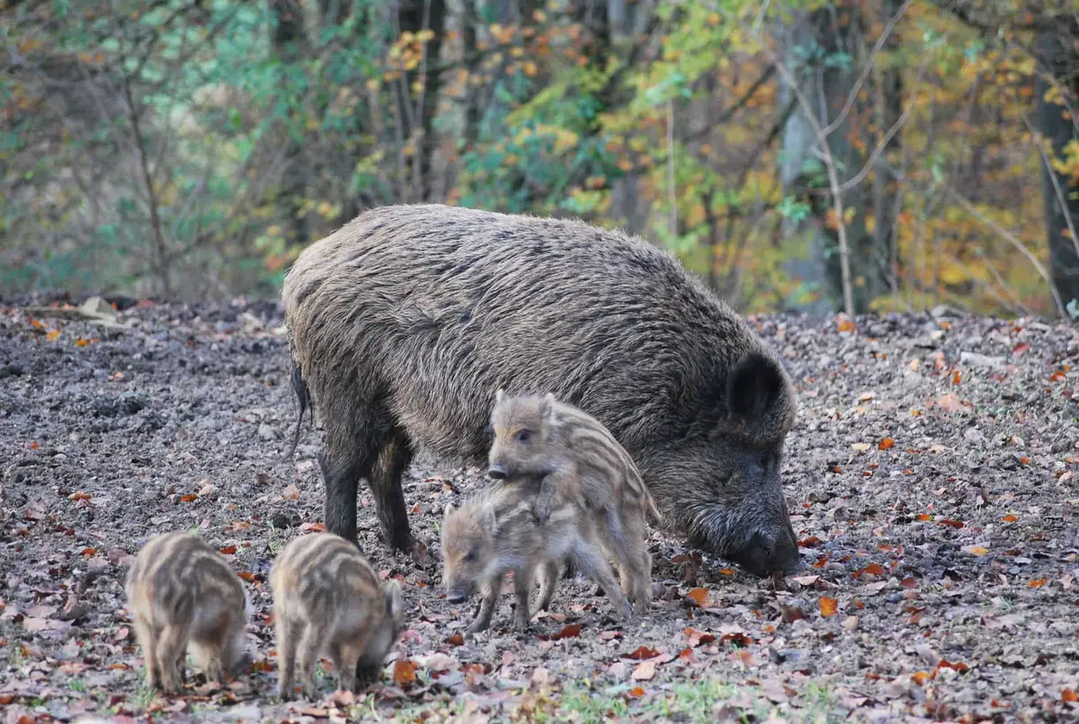 Wildpark Eichert in der Schwäbischen Alb