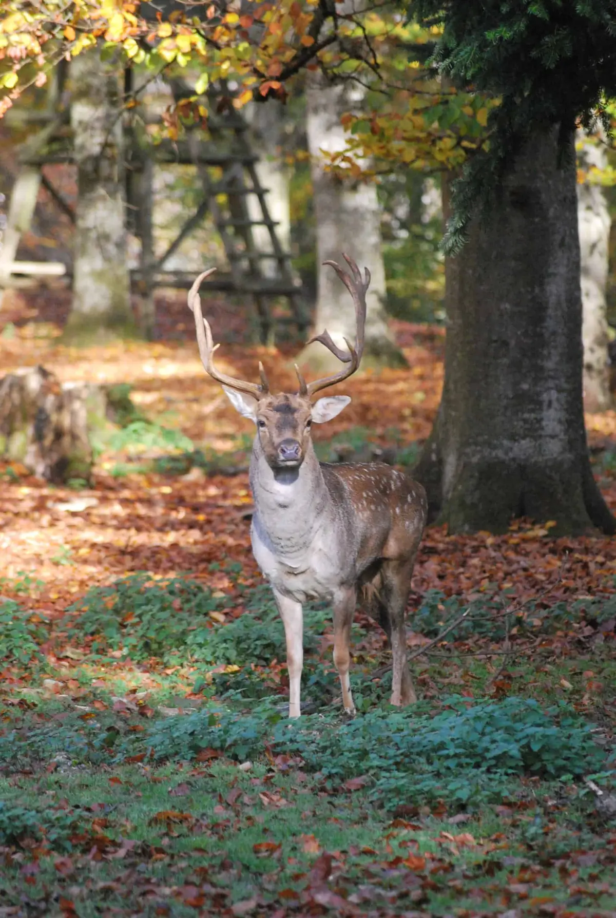 Wildpark Eichert in der Schwäbischen Alb