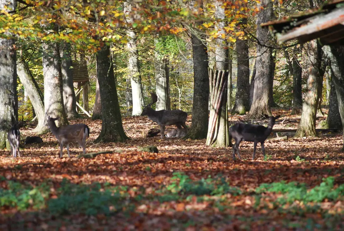 Wildpark Eichert in der Schwäbischen Alb