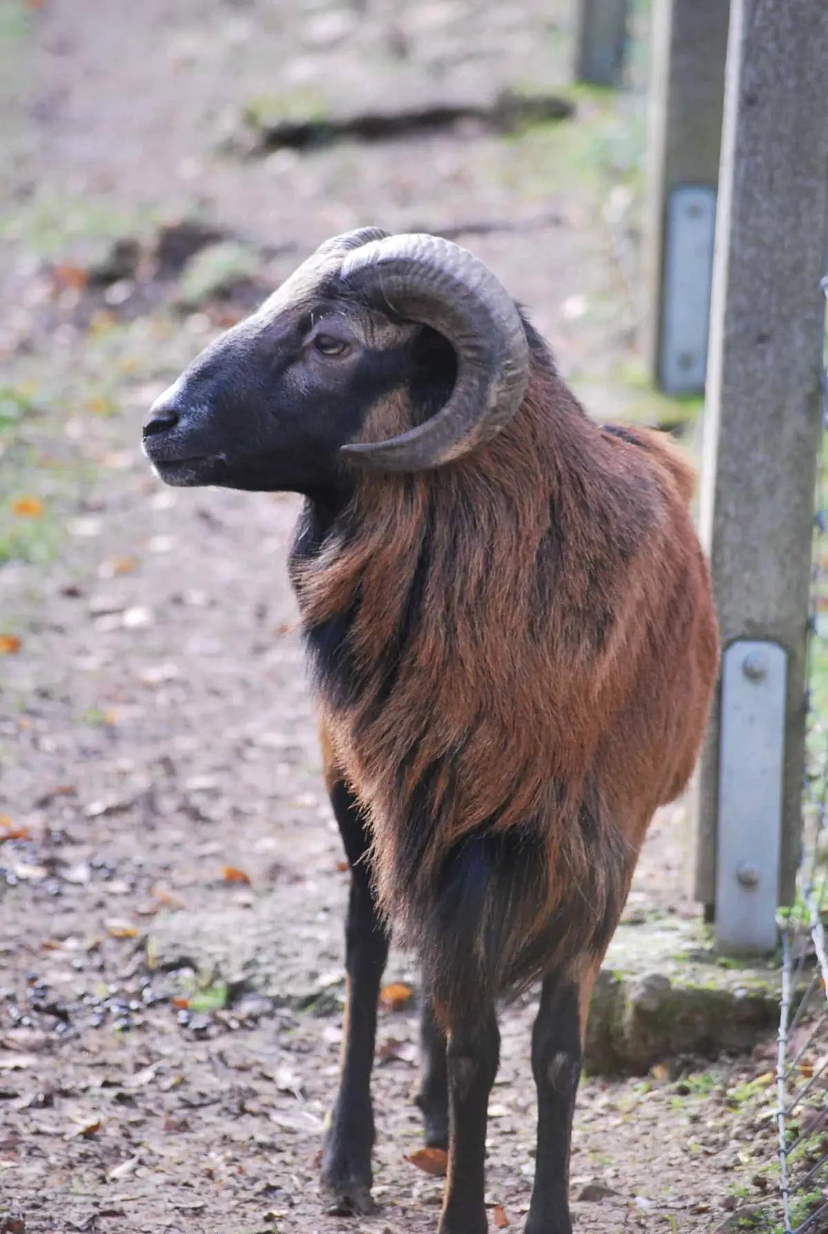Wildpark Eichert in der Schwäbischen Alb