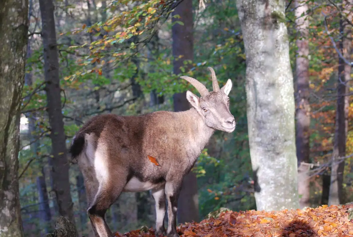 Wildpark Eichert in der Schwäbischen Alb