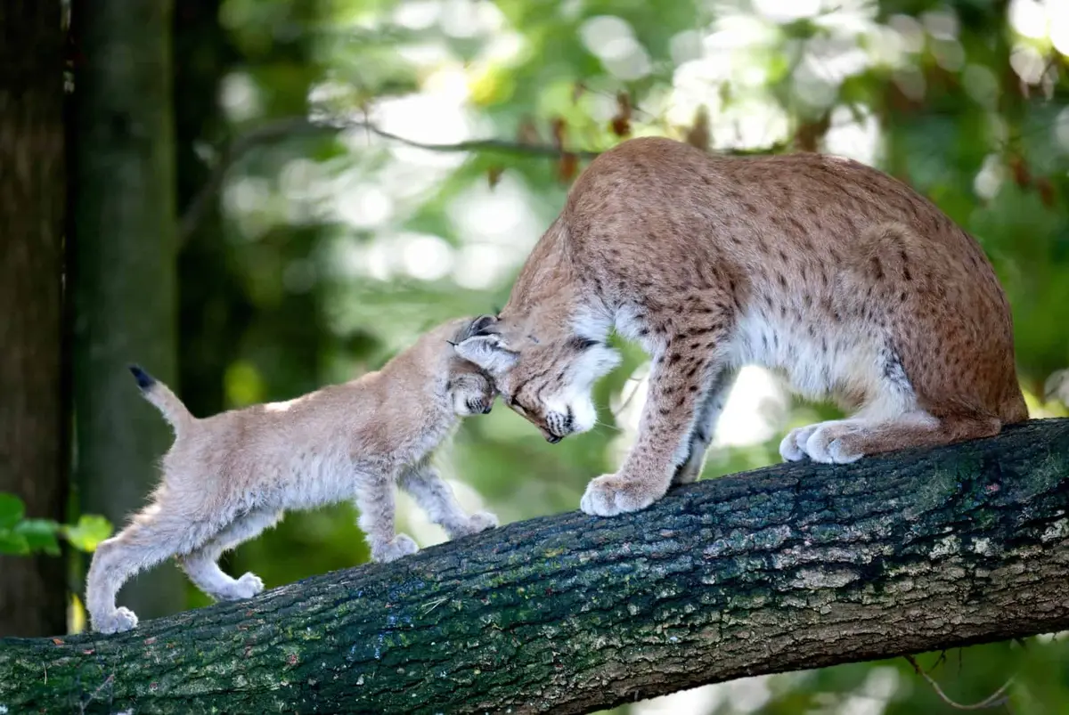 Wildpark Pforzheim