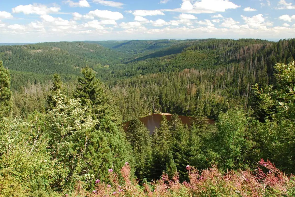 Nationalpark Schwarzwald