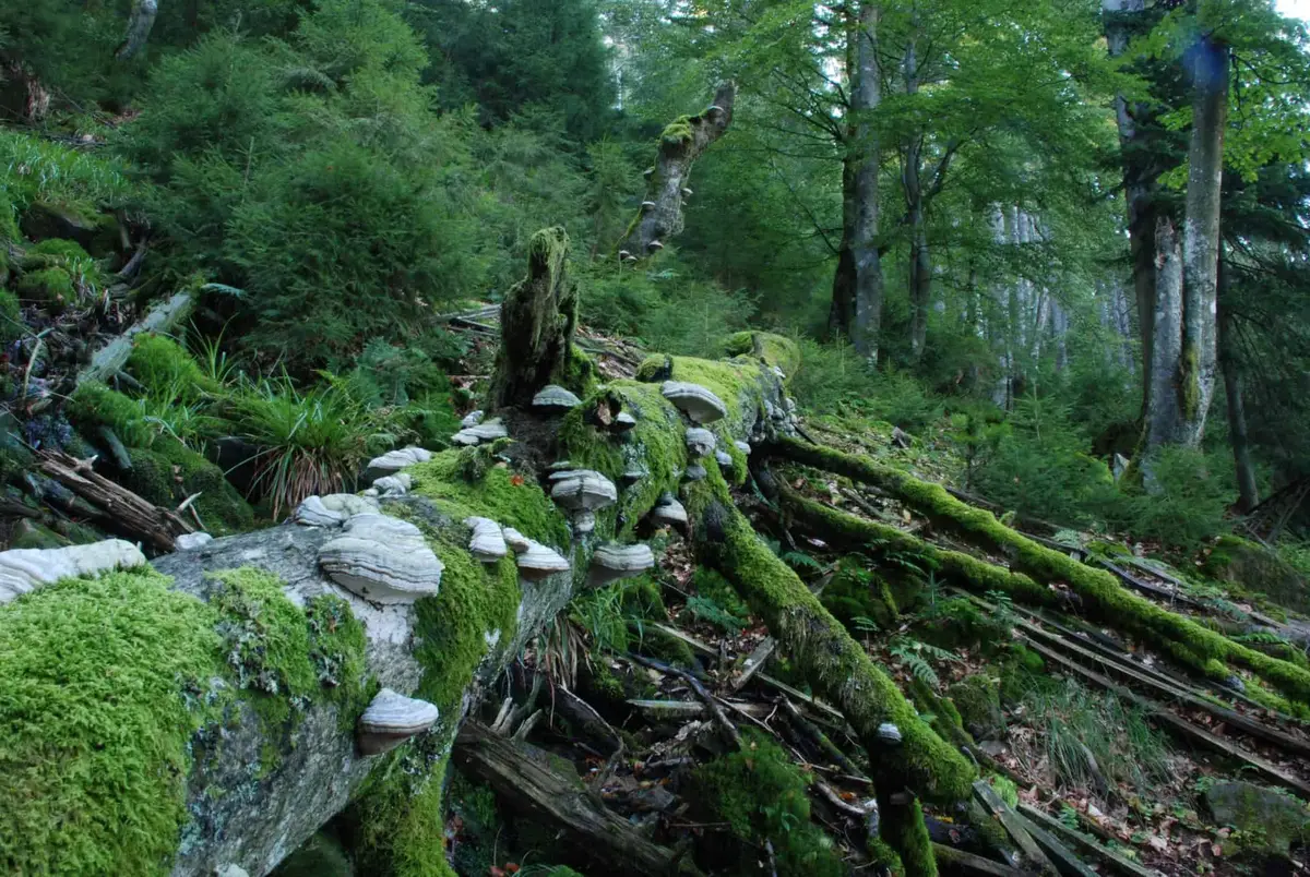 Nationalpark Schwarzwald
