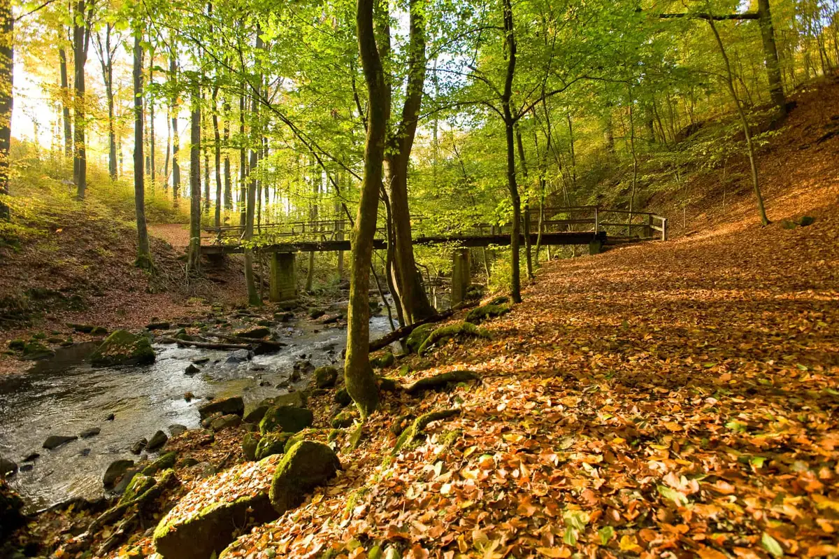 Die Holzbachschlucht