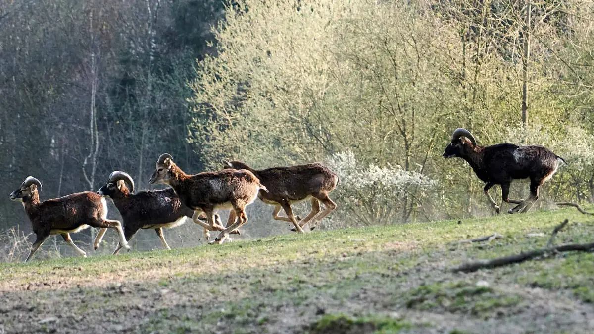 Der Wild-Freizeitpark-Westerwald