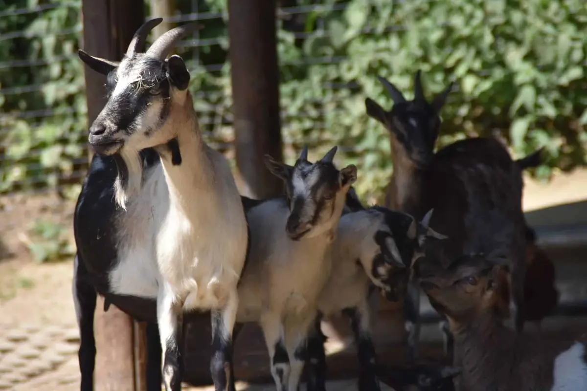 Der Wild-Freizeitpark-Westerwald