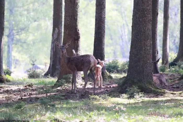 Der Tierpark Chemnitz