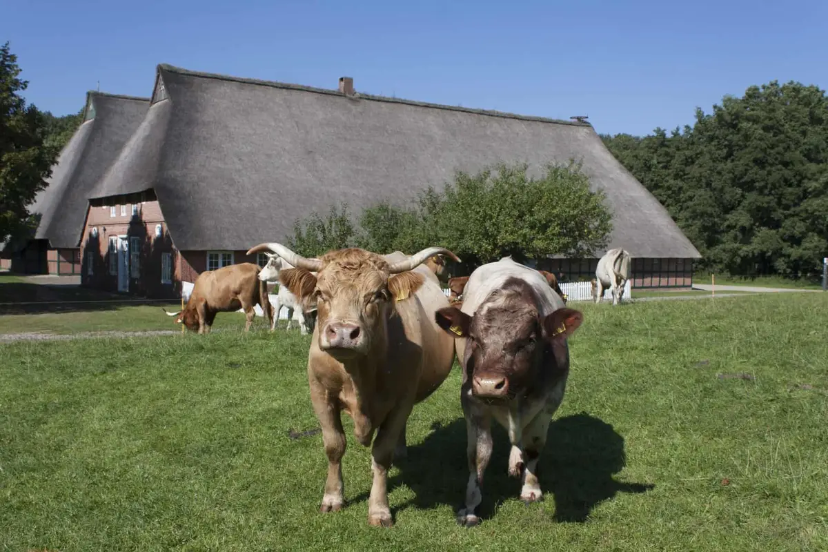 Freilichtmuseum Molfsee, Sehenswürdigkeit in Schleswig-Holstein