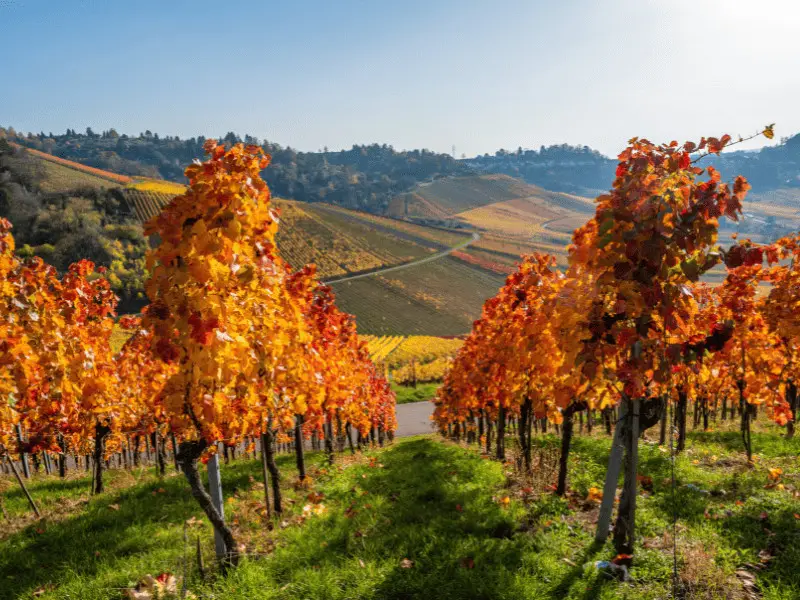 Weinberge am Kappelberg
