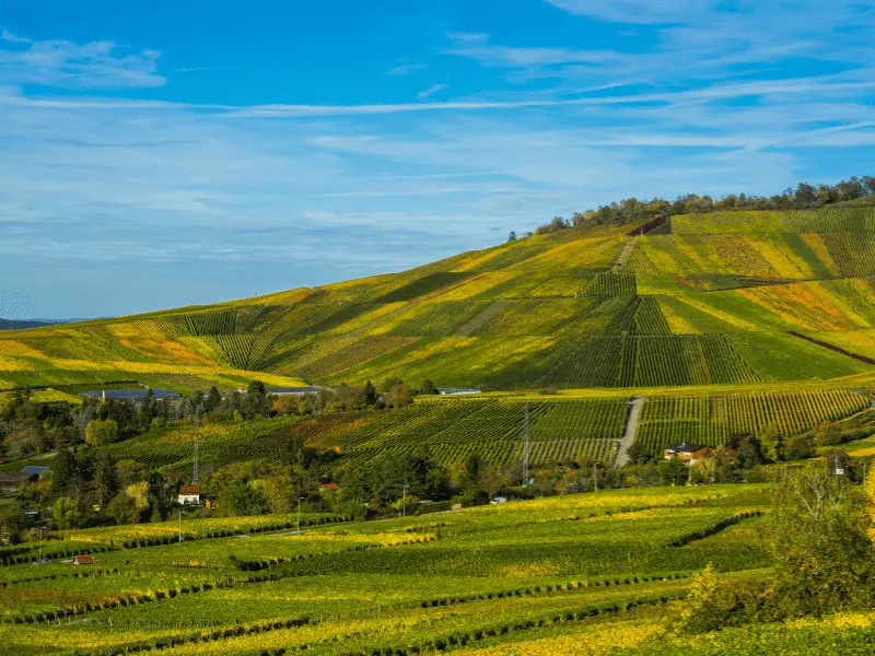 Weinberge am Kappelberg