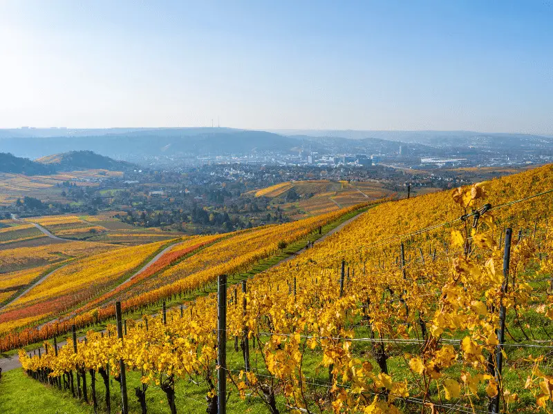 Weinberge am Kappelberg