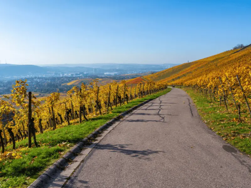Weinberge am Kappelberg