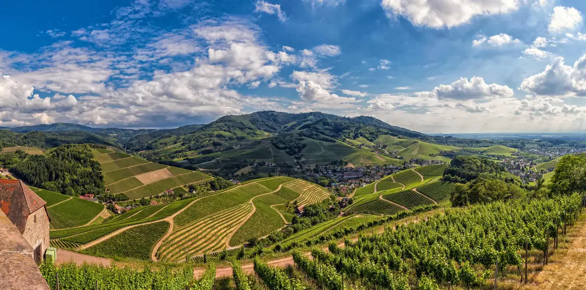 Durbacher Wein-Panoramaweg